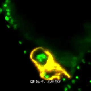 斑马鱼心脏的双色光片成像