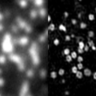 细胞网格蛋白有被小泡