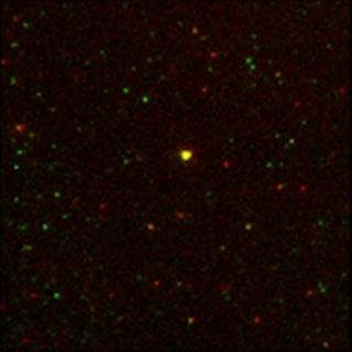 单分子蛋白TIRF-FRET双色同步成像