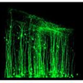 神经纤维的三维结构展示