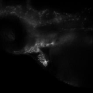 GFP标记的活体斑马鱼