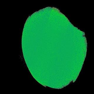 小鼠心脏高速荧光钙成像