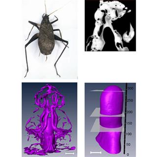 使用X射线微层析技术显示的昆虫气囊各向异性收缩