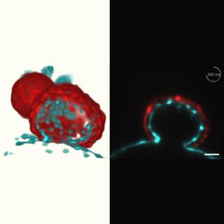 斑马鱼心脏搏动的双色三维光片成像