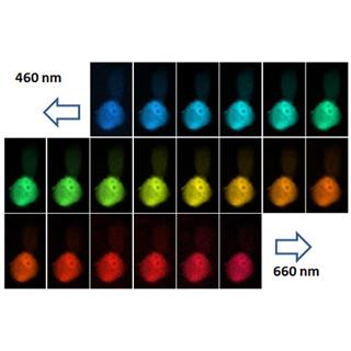 Scat-3细胞系FRET光谱成像