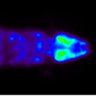 深制冷InGaAs相机应用案例：小动物成像