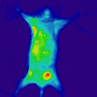 红外荧光染料在小鼠中的示踪成像