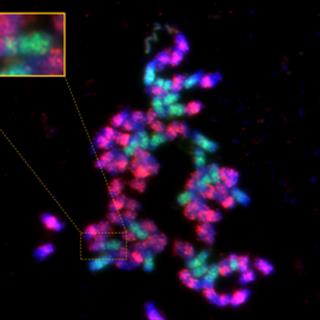 马铃薯茄子体细胞杂种染色体鉴定