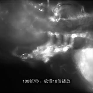 斑马鱼心脏跳动高速荧光成像