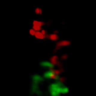 斑马鱼胰岛β细胞与红细胞的大视场高分辨率双色双光子数字扫描光片显微成像