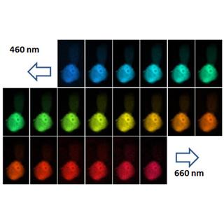 Scat-3细胞系FRET光谱成像